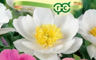 ОЧАРОВАНИЕ