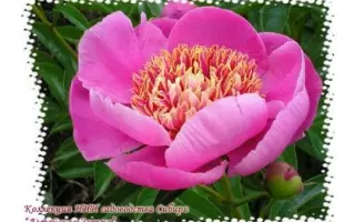 АЛТАЙСКАЯ ЗОРЬКА