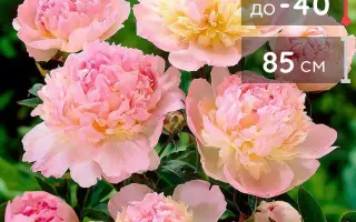 РАСПБЕРРИ САНДЕ