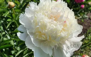 СНОУ МАУНТИН