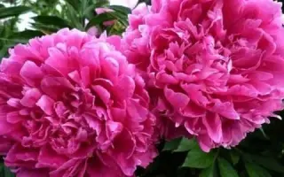 ГЛОРИ ХЭЛИЛУЙЕН