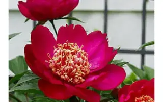 БЭРРИНГТОН БЕЛЛ