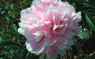 ПАМЯТИ НАЗАРОВОЙ