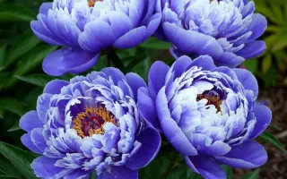 СИРЕНЕВЫЙ ТУМАН