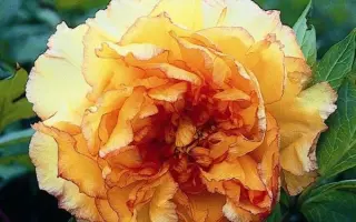 СИБИРСКИЙ СУВЕНИР