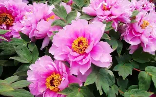 АЛЬБЕРТ ВЛАСОВ