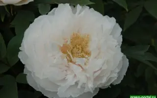 КЛАРА КИСЕЛЕВА