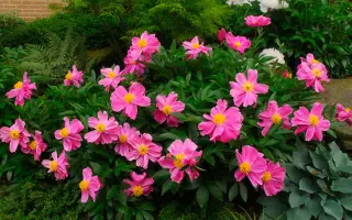 БАТТЕРФЛЯЙ