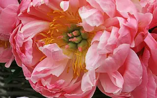 БРИГАНТИНА