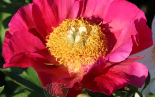 НИКОЛАЙ ВАВИЛОВ