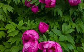 ЮЛИЯ ДРУНИНА