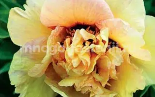 АКАДЕМИК САДОВНИЧИЙ