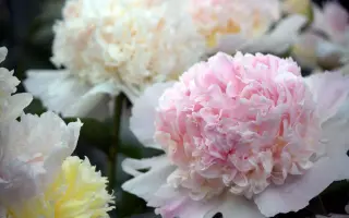 300 ЛЕТ БОТСАДУ МГУ