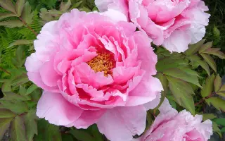 ВОРОБЬЕВСКИЙ