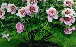 АНАСТАСИЯ СОСНОВЕЦ