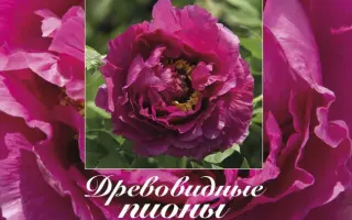 МОСКОВСКИЙ УНИВЕРСИТЕТ