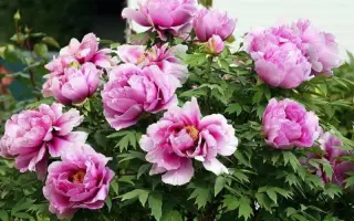 ПЕТР ВЕЛИКИЙ