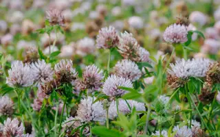 СМОЛЕНСКИЙ