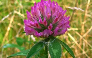 КУРЦЕВСКИЙ