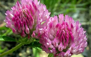 СРЕДНЕРУССКИЙ