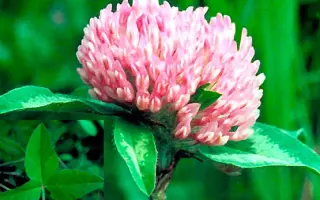 МАРУСИНСКИЙ 150