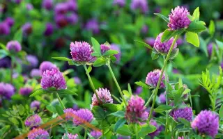 МАКАРОВСКИЙ МЕСТНЫЙ