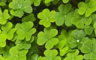 ВОЖЕГОДСКИЙ МЕСТНЫЙ