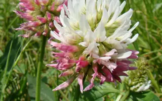 СТЕНДСКИЙ ПОЗДНЕСПЕЛЫЙ 11