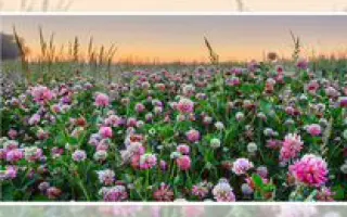 ВАДСКИЙ МЕСТНЫЙ