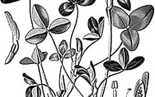 ТАРНОГСКИЙ МЕСТНЫЙ