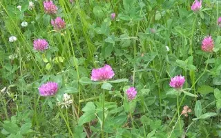 СОЛИГАЛИЧСКИЙ МЕСТНЫЙ