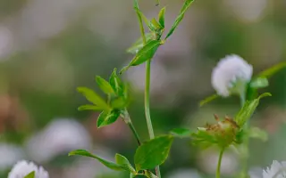 СМОЛЕНСКИЙ 29