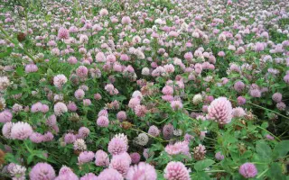 ФАЛЕНСКИЙ 1