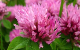 ВОРОНЕЖСКИЙ