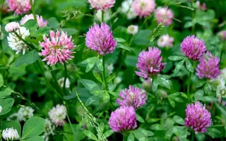 ДЫМКОВСКИЙ