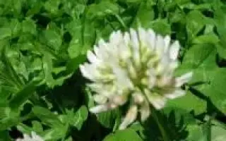 КРЕТУНОВСКИЙ