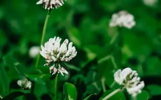 БЕЛОГОРСКИЙ 1