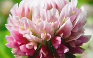 КРАСНОЯРУЖСКИЙ