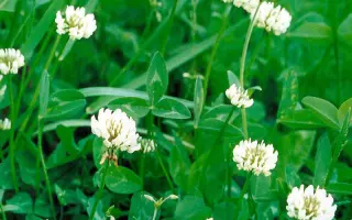 СИЛЬВЕСТЕР