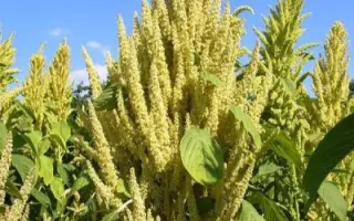 ВОРОНЕЖСКИЙ 36