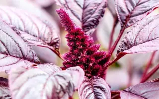 ДЮЙМОВОЧКА