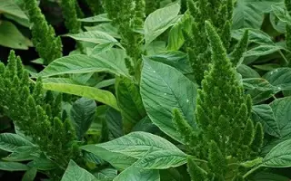 ПАМЯТИ КОВАСА