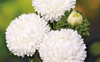 БЕЛОСНЕЖКА