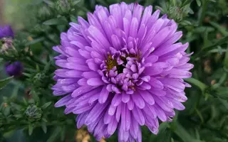 ЗВЕЗДА СТАВРОПОЛЬЯ