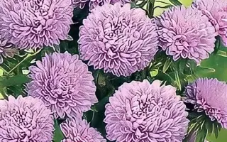 СЕРЕБРИСТАЯ