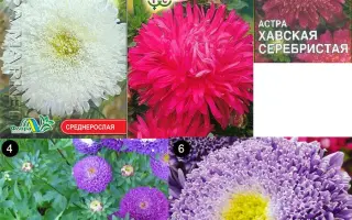 ХАВСКАЯ СЕРЕБРИСТАЯ