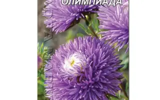 ОСЕННЯЯ ОЛИМПИАДА