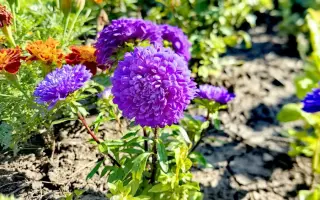 МАЛЫШКА БОРДЮРНАЯ