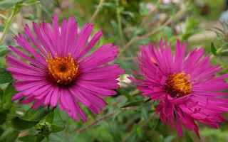 СЕНТЯБРИНА