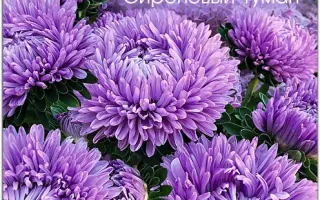 СИРЕНЕВЫЙ ТУМАН